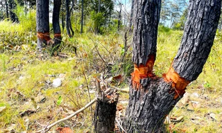 Cả cánh rừng bị chặt quanh gốc, chết dần 