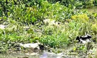Heo chết thối vứt bừa bãi ở suối Hội Phú