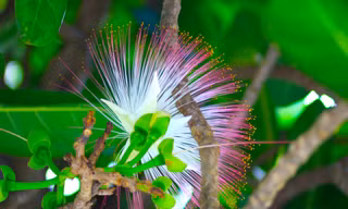 Mùa hoa bàng vuông tuyệt đẹp nơi đảo xa