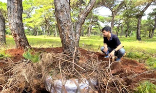Rừng thông dáng bonsai ở Gia Lai liên tục bị đào trộm, phá hoại