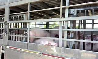 Phát hiện 220 con heo nhiễm dịch tả lợn châu Phi chuẩn bị đưa đi tiêu thụ