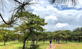 Toàn cảnh rừng thông làm dự án sân golf FLC dang dở, đang điều chỉnh quy hoạch