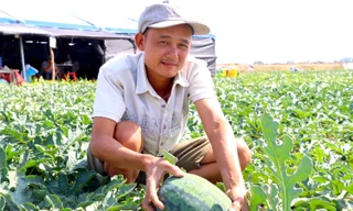 Nhiều nông dân căng lều, mắc võng đón Tết trên ruộng dưa