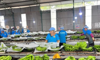 Quảng Tây và Gia Lai 'bắt tay' mở rộng đường xuất nông sản sang Trung Quốc 