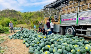 Dưa hấu rớt giá thê thảm, nông dân 'khóc đứng, khóc ngồi'