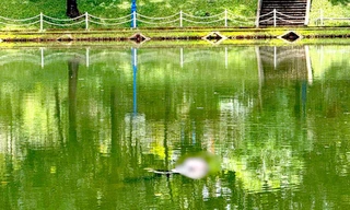 Phát hiện thi thể xăm hình cá chép nổi trên mặt hồ công viên ở Gia Lai