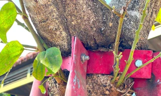 Xót xa hàng cây hoa ban bị cùm sắt 'bóp cổ' chết dần