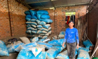 Ứa nước mắt đổ bỏ thóc mọc mầm, người dân trắng tay sau mưa lũ