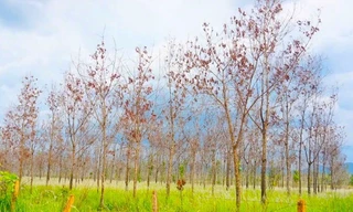 Rà soát toàn diện dự án chuyển đổi 50.000 ha rừng nghèo sang trồng cao su