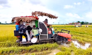 Xuất hiện tình trạng 'bảo kê' máy gặt lúa ở Gia Lai