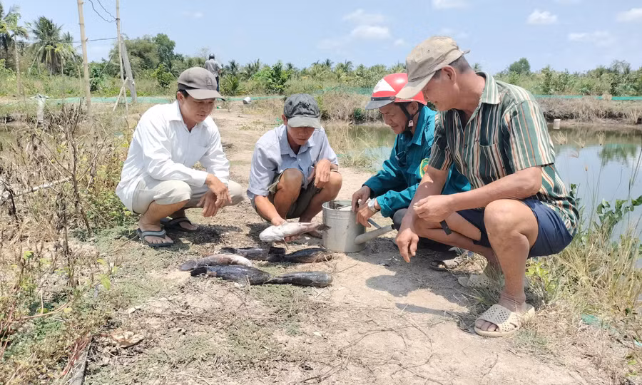 Cá chết do nhiễm mặn từ dự án, lãnh đạo Cà Mau yêu cầu bồi thường cho dân