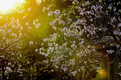 Hoa ban bung nở ngập tràn Điện Biên 