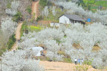 Hoa mận phủ trắng cao nguyên Bắc Hà