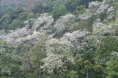 Ngắm quần thể ban cổ thụ hiếm có giữa núi rừng Tây Bắc