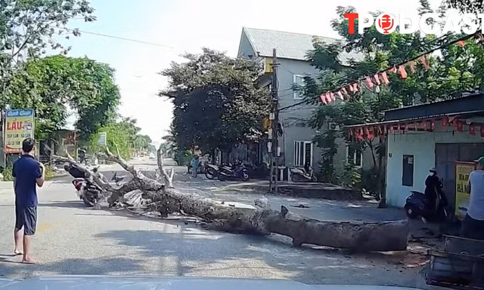 NÓNG 10/9: Vụ cưa cây đổ ra đường, đè chết người đi xe máy ở Thanh Hóa: Trách nhiệm pháp lý ra sao?