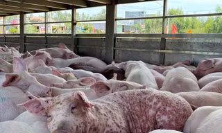 Ăn phải thịt lợn nhiễm dịch tả châu Phi, nguy hiểm đến đâu ?