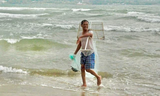 Ốc ruốc vào mùa, ngư dân Đà Nẵng tất bật mưu sinh từ tờ mờ sáng