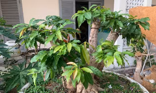 Diễn biến mới vụ tịch thu 42 gốc mai vàng gây xôn xao dư luận ở Côn Đảo