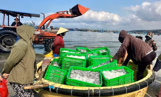 Biển mở lộc, cá cơm trắng bờ 