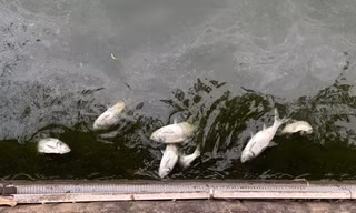 Chủ tịch tỉnh Phú Thọ chỉ đạo xử lý gấp vụ cá chết hàng loạt ở hồ Văn Lang