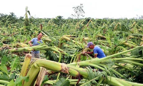 Bộ Tài chính đề xuất mở rộng hỗ trợ của bảo hiểm nông nghiệp. Trong ảnh, vườn chuối bị thiệt hại nặng nề do bão lũ. Ảnh:TP. 