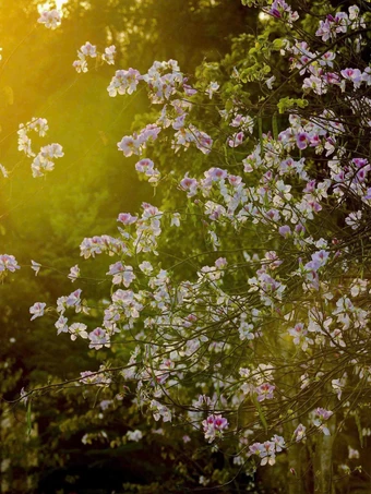 Hoa ban bung nở ngập tràn Điện Biên 