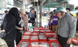 Ngư dân miền Trung trúng 'lộc' mực nháy dịp áp Tết