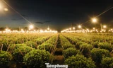 Biến đêm thành ngày ở ‘thủ phủ’ hoa cúc miền Trung
