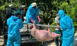Dịch tả lợn châu Phi bùng phát dữ dội ở Quảng Ngãi