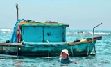 Ngư dân Quảng Ngãi ‘bỏ túi’ tiền triệu mỗi ngày nhờ săn loài gai góc đầy mình