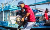 Đà Nẵng siết kiểm soát hoạt động đánh bắt, quyết xóa tàu cá '3 không'