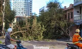 Quy Nhơn ngổn ngang cột điện gãy đổ, cổ thụ bật gốc sau bão