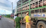 Phát hiện xe chở lợn không có kiểm dịch vào phía Nam tiêu thụ