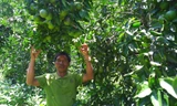 Cam Vinh trĩu quả trên đỉnh Trường Sơn, hướng thoát nghèo của người dân vùng cao Đà Nẵng