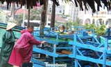 Hàng quán ven biển Đà Nẵng hối hả 'chạy bão'