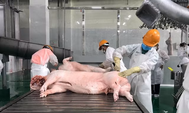 Phạt 320 triệu đồng công ty giết mổ gia súc lớn ở Hà Nội