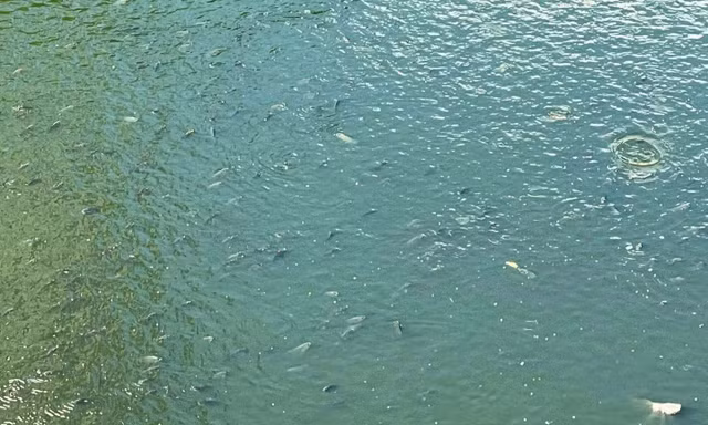 Bắt đầu dẫn nước từ hồ Tây, cá bơi tung tăng trên sông Tô Lịch