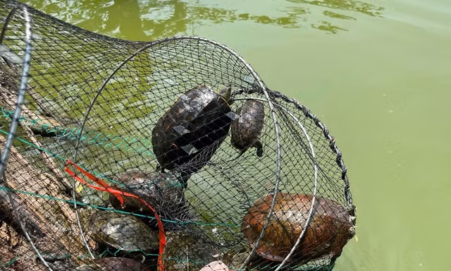 Bẫy bắt rùa tai đỏ tại hồ Hoàn Kiếm