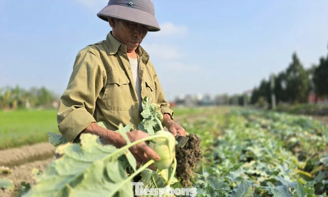 Rau củ được mùa, vì sao nông dân lại mất Tết? 
