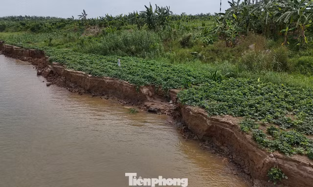 Viện kiểm sát vào cuộc vụ hút cát gây sạt lở đất trồng hoa màu ở Hưng Yên