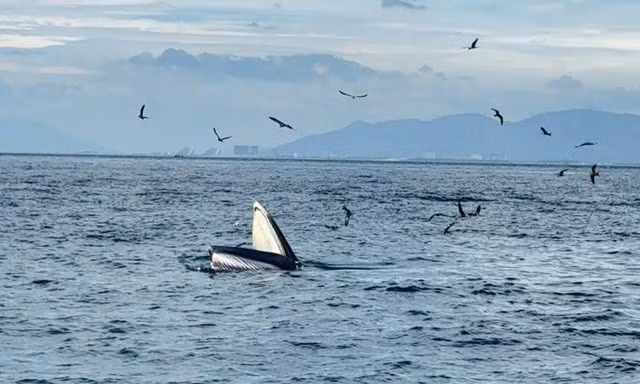 Chỉ trong một tuần, cá voi 2 lần xuất hiện ở vịnh Nha Trang 