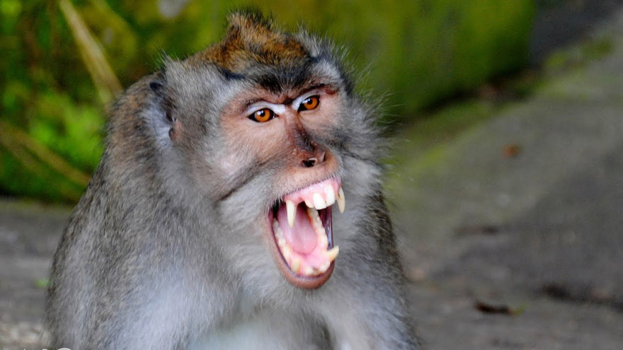 Bé gái bị lột hết da đầu vì khỉ hàng xóm tấn công