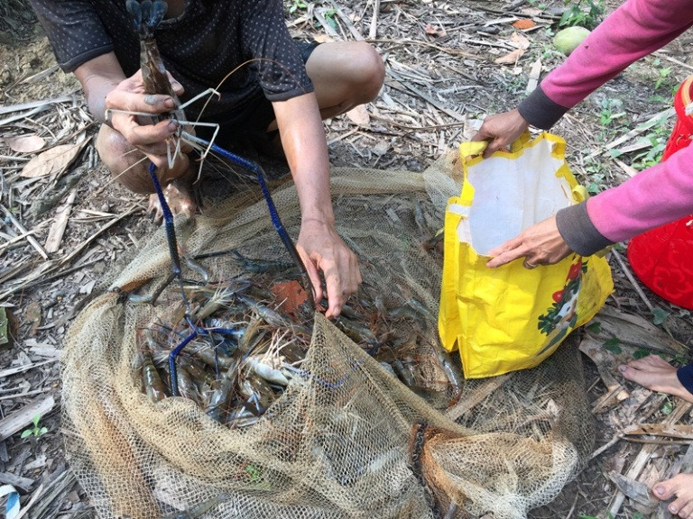 Người miền Tây 'khai mương' bắt tôm đón Tết