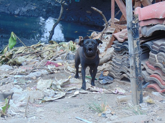 Chó cắn đứt mũi bé trai và mối lo thả rông chó không rọ mõm 
