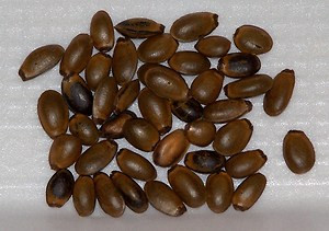 Người phụ nữ 'một phổi' suýt chết vì hóc hạt mãng cầu