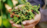 Bất ngờ giá hồ tiêu Việt Nam 