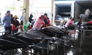 Gỡ 'thẻ vàng' thủy sản: Không còn chỗ cho chủ quan, hình thức