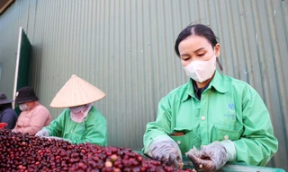 Miễn thuế đối ứng, nhiều nông sản Việt có cơ hội tăng xuất khẩu sang Mỹ