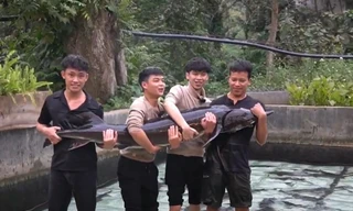 Cá tầm 'khổng lồ' xuất hiện ở Hà Nội, đấu giá hơn 100 triệu đồng