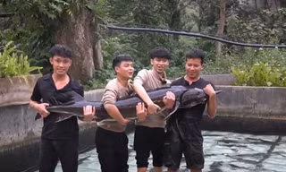 Cá tầm 'khổng lồ' xuất hiện ở Hà Nội, đấu giá hơn 100 triệu đồng